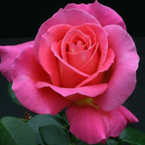 Чайно-гибридная роза Шакира (Shakira): характеристика, описание с фото, отзывы садоводов