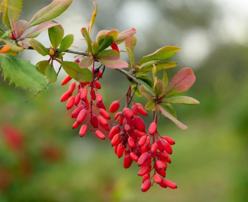 Вред барбариса. Барбарис обыкновенный Berberis vulgaris. Барбарис обыкновенный колючки. Барбарис обыкновенный куст. Барбарис Тунберга обыкновенный.