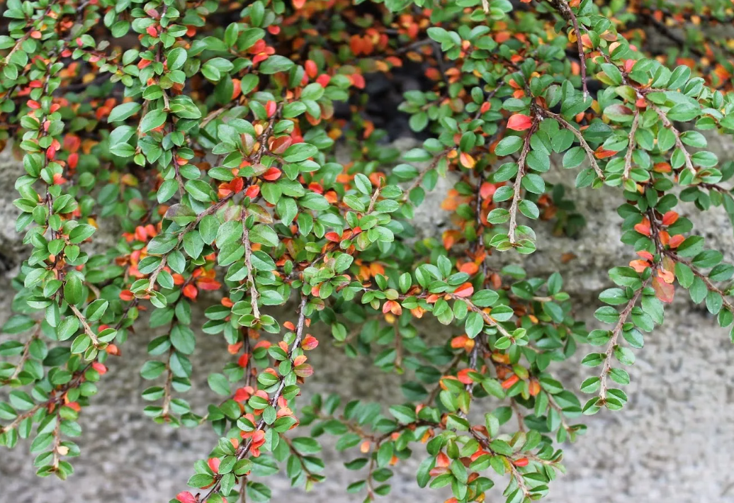 Кизильник горизонтальный. Кизильник горизонтальный (Cotoneaster horizontalis). Кизильник Цабеля. Кизильник Адмирал. Кизильник монетчатый.