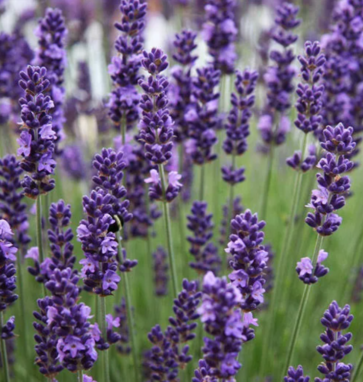 Лаванда узколистная. Лаванда Ellagance Purple. Лаванда узколистная Ellagance Purple. Лаванда узколистная Элеганс Пурпл. Лаванда Lavandula Ellagance Purple.