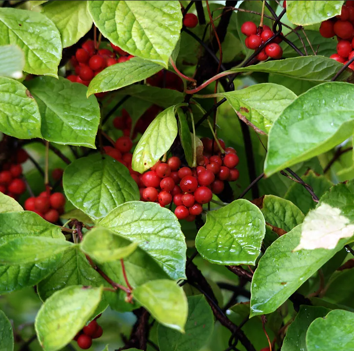 Шизандра китайская лимонник. Лимонник китайский (Schisandra chinensis). Лимонник Дальневосточный.