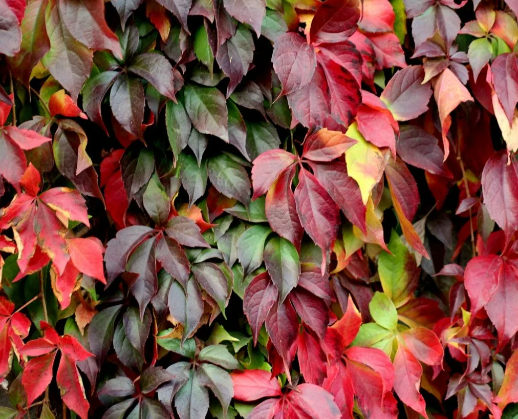 Девичий виноград. Виноград девичий/Parthenocissus. Девичий виноград Parthenocissus quinquefolia. Девичий виноград (партеноциссус) - Лиана. Виноград девичий (Parthenocissus inserta).